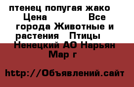 птенец попугая жако  › Цена ­ 60 000 - Все города Животные и растения » Птицы   . Ненецкий АО,Нарьян-Мар г.